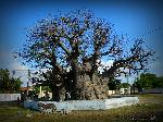 Baobab Tree of Mannar