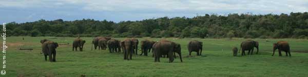 Wildlife Parks - Sri Lanka