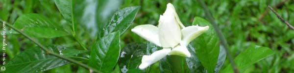 srilanka Flowers