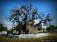 Baobab Tree of Mannar