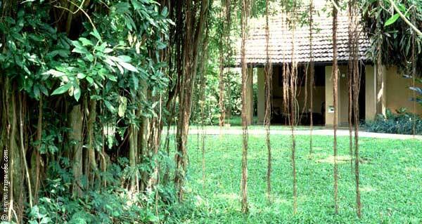 Banyan Tree in King Fisher Cluster - Sigiriya Village Hotel