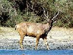 Wildlife Sambur at Yala