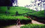 Ceylon Tea Trails