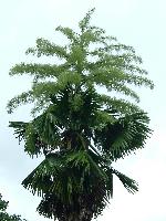 Talipot Palm