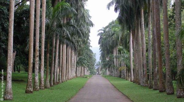 Talipot Palm Drive at Botanical Gardens Kandy