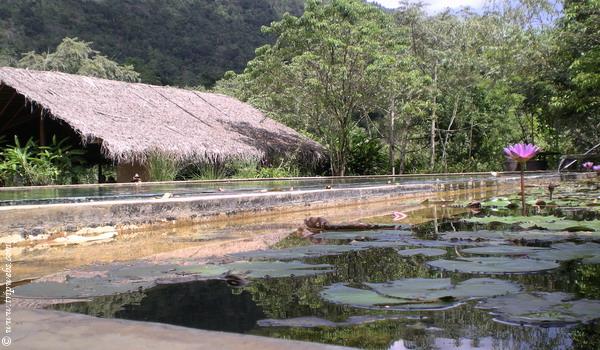 Poolside ponds