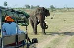 Wildlife Adventure  - Safari  in Sri lanka