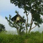 Experience Tree House
