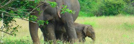  Hotels  In Sri Lanka  - Image : Tourism In Sri Lanka  home