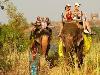 Elephanr Ride at