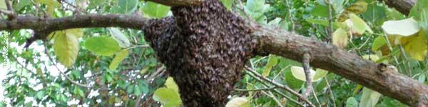 Sri Lanka - Bees Collecting Honey