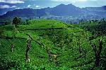 tea field - Ceylon Tea Trails Sri Lanka 