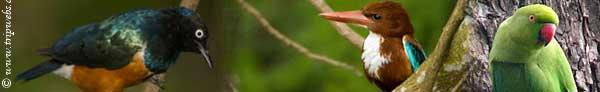 Birds in Sri Lanka