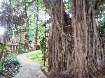 amazing trees in hotel - Sigiriya Village